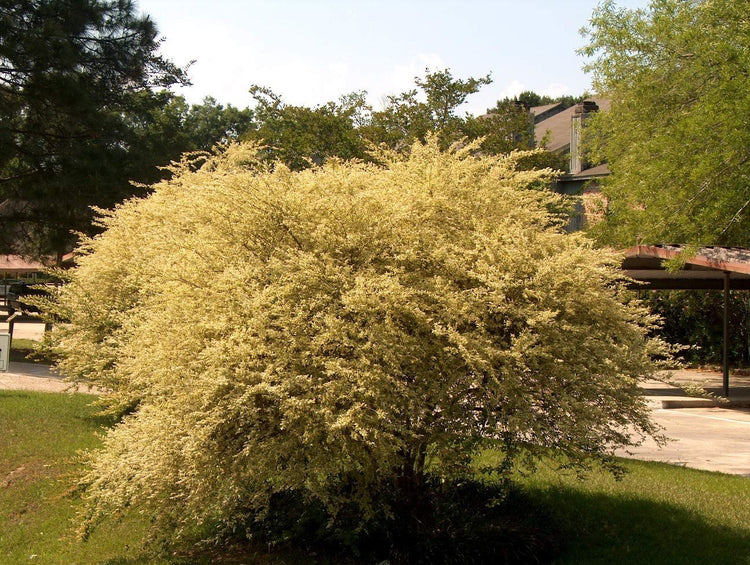 Ligustrum Sinense Variegated | Live Plants | Chinense Privet Sinense | Deciduous Flowering Ornamental Shrub