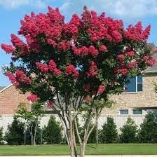 Crape Myrtle Dynamite Red | Extra Large 3 Gallon Plants | Vivid Red Blooms & Hardy Growth, Live Plant, Ornamental Shrub for Striking Garden Display3