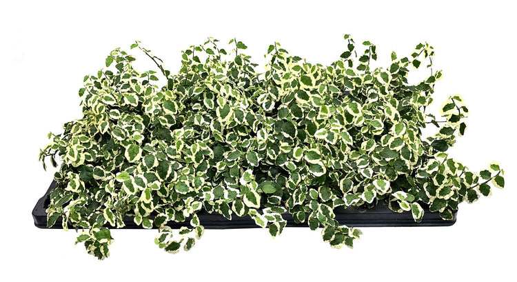 Variegated Creeping Fig Vine | Ficus Pumila Variegata | Live Fully Rooted 2 Inch Plants | Climbing Ivy