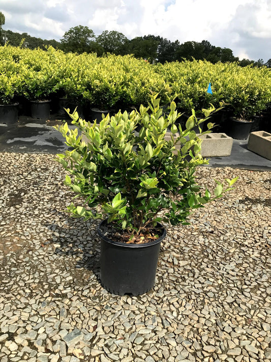 Ligustrum Howardi | Large 3 Gallon Size Plant | Ligustrum Lucidum 'Howardii' | Lush Evergreen Shrub | Perfect for Landscaping & Privacy Screens