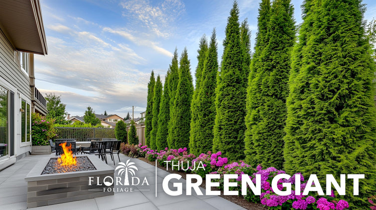 Thuja Arborvitae Green Giant | Live Quart Size Plants | Evergreen Privacy Trees