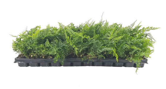 White Paw Fern | Live Plants | Davallia Tyermanii | Indoor Outdoor Tropical Foliage | Fuzzy Root Houseplant | Exotic Decorative Greenery | Pet Safe