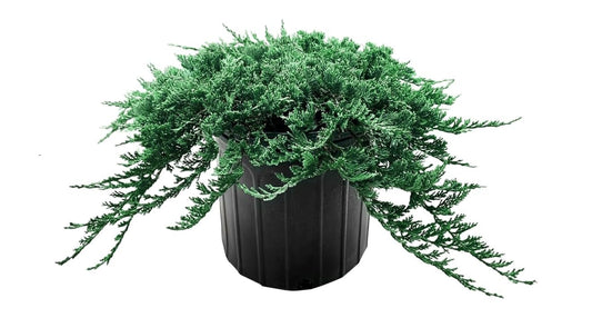 Blue Rug Juniper | Extra Large 3 Gallon Plants | Live Ground Cover Evergreen Shrubs for Landscaping, Garden, Slope Control - Drought Tolerant, Low Maintenance
