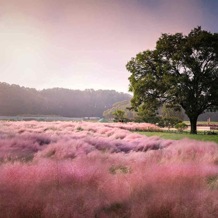 Muhly Grass | Live Gallon Size Plants | Muhlenbergia Capillaris | Hairawn Muhly | Drought Tolerant Pink Blooming Ornamental Grass