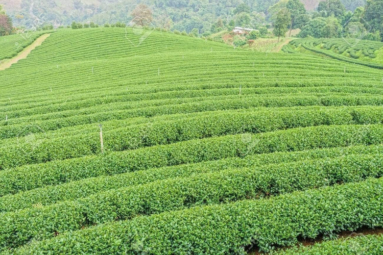 Camellia Sinensis Tea Plants | Live 4 Inch Pots | Camellia Sinensis | Grow & Brew Your Own Tea | Perfect for Home Gardens