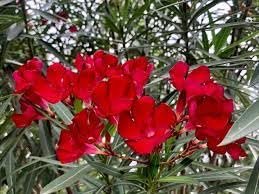 Oleander Red | Extra Large 3 Gallon Plants | Nerium Oleander | Stunning Landscape Addition | Sun|Loving Blooms