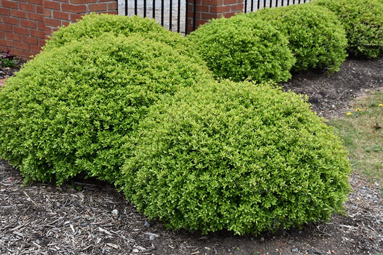 Dwarf Yaupon Holly | Live Gallon Size Plant | Ilex Schilling Stokes Vomitoria | Evergreen Drought Tolerant Low Maintenance Hedge Shrub