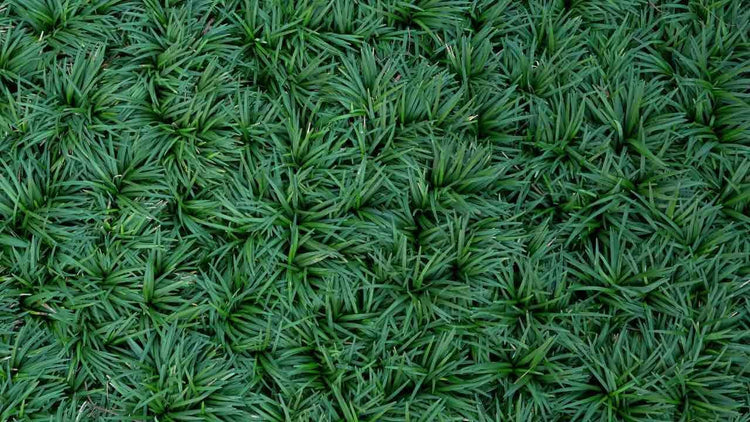 Mondo Grass I Large Gallon Size Plant I Ophiopogon Japonicus I Live Dense, Evergreen Ground Cover Plant, Ideal for Edging, Borders, and Ornamental Landscaping, Easy to Care