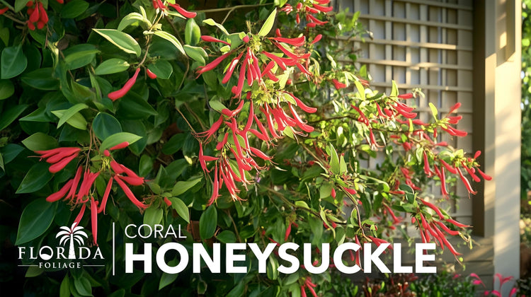 Coral Honeysuckle | Live Plants | Lonicera sempervirens | Flowering Vining Plants for Arbors | Native Climbing Plant for Fences and Trellises