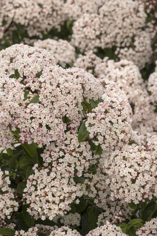 Viburnum Spring Bouquet | Live Plants | Viburnum tinus | Evergreen Flowering Shrub | Compact Ornamental Hedge for Landscaping