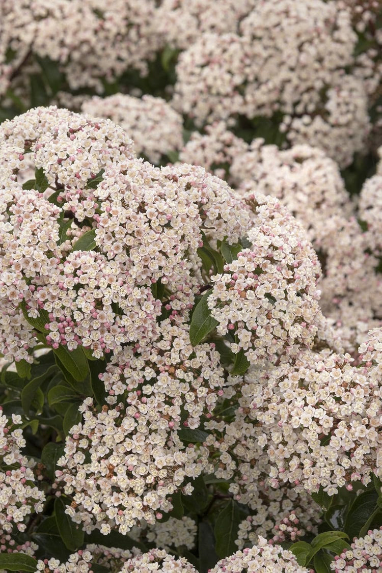 Viburnum Spring Bouquet | Live Plants | Viburnum tinus | Evergreen Flowering Shrub | Compact Ornamental Hedge for Landscaping
