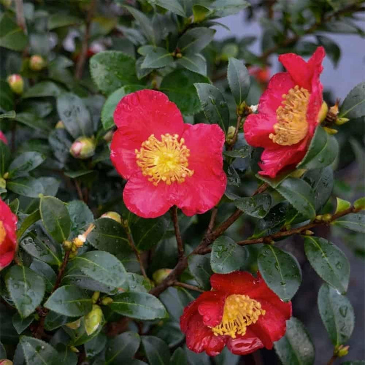 Camellia Sasanqua Yuletide I Extra Large 3 Gallon Plants I Red Flowering Bright Red Winter Blooms, Live Plant for Indoor & Outdoor Gardens