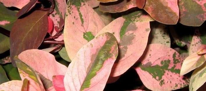 Breynia Disticha Roseopicta Snowbush | Live Plants | Ornamental Shrub, Perfect for Indoor & Outdoor Landscaping | Drought Tolerant, Low|Maintenance, Easy|to|Grow Plant