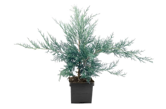 Juniper Angelica Blue | Live 4 Inch Pots | Juniperus chinensis ëAngelica Blueí | Evergreen Ground Cover Plants | Drought|Tolerant Landscaping Shrub