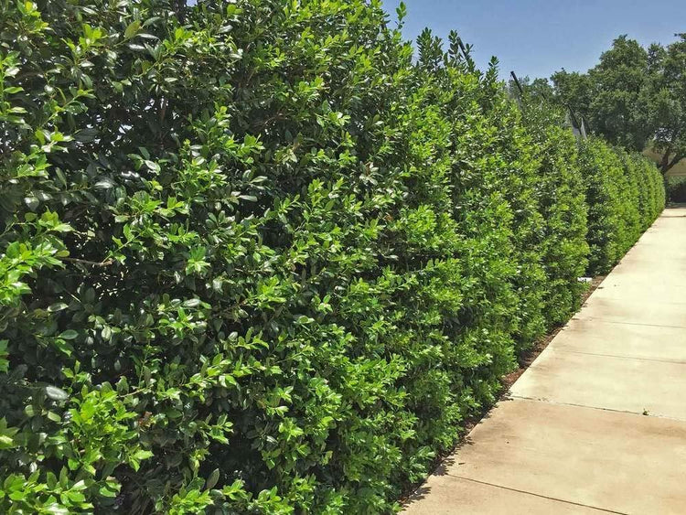 Nellie R. Stevens Holly | 40 Live Trees | Evergreen Privacy Screening Hedge Plants | Ilex