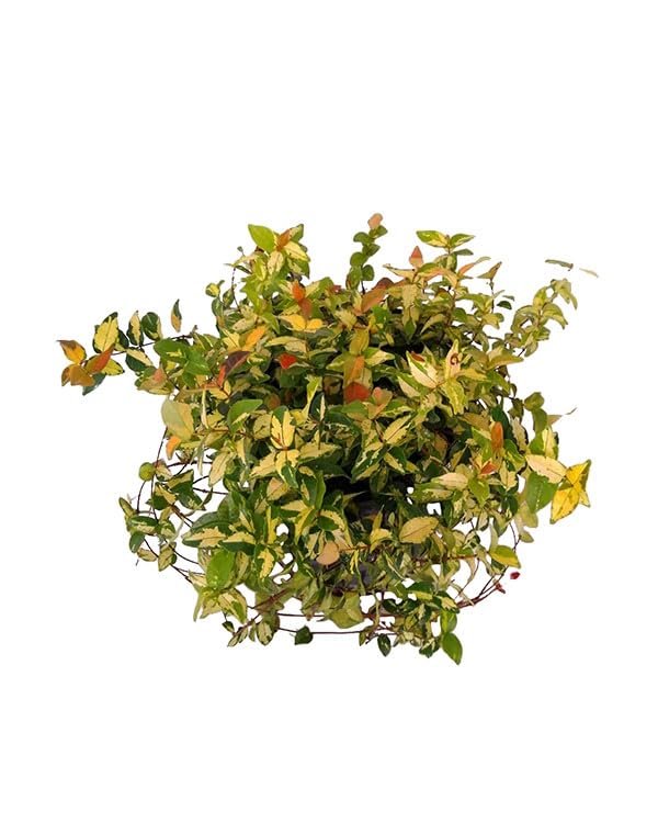 Summer Sunset Jasmine I Large Gallon Size Plants I Trachelospermum Asiaticum I Live Radiant Orange|Red Flowers for Full Sun Gardens, Drought|Tolerant, Vibrant Blooms