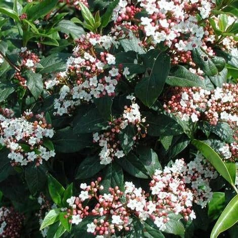 Viburnum Spring Bouquet | Extra Large 3 Gallon Plant | Viburnum Tinus 'Spring Bouquet' | Evergreen Privacy Hedge | Year|Round Interest