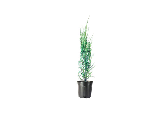 Blue Arrow Juniper | Live Gallon Size Tree | Juniperus Scopulorum | Formal Evergreen Privacy Screening Plants
