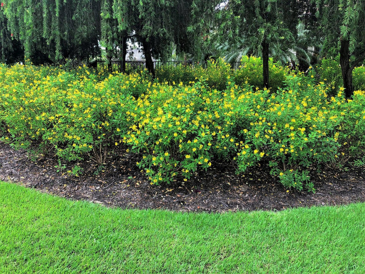 Thryallis | Extra Large 3 Gallon Plants | Galphimia glauca | Tropical Beauty | Year|Round Blooms