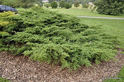 Sea Spray Juniper | Live Plants | Juniperus Chinensis | Drought Tolerant Cold Hardy Evergreen Ground Cover