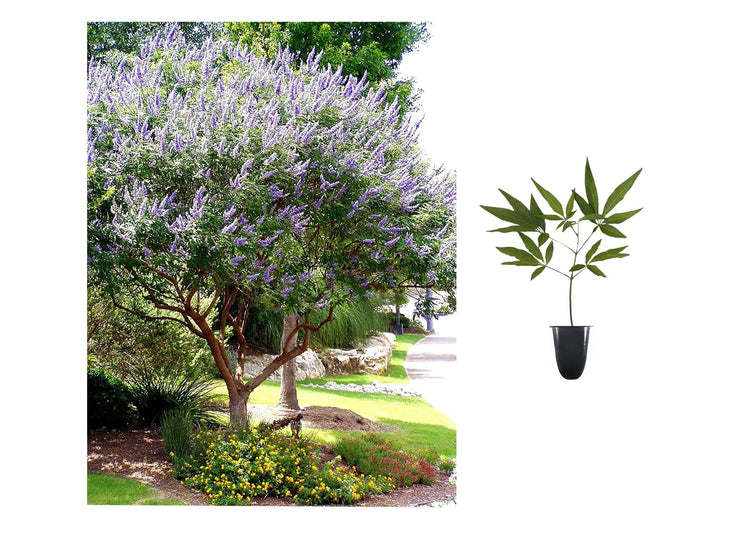 Chaste Tree | Live Plants | Texas Lilac Shoal Creek Vitex Agnus Castus | Purple Flowering Lilac Shrub