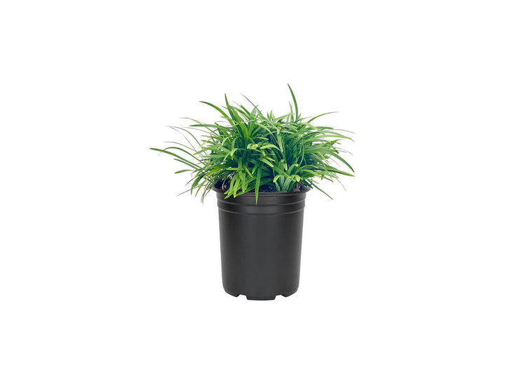 Dwarf Mondo Grass | Large Quart Size Plants | Ophiopogon Japonicus Nanus | Live Shade Loving Evergreen Ground Cover