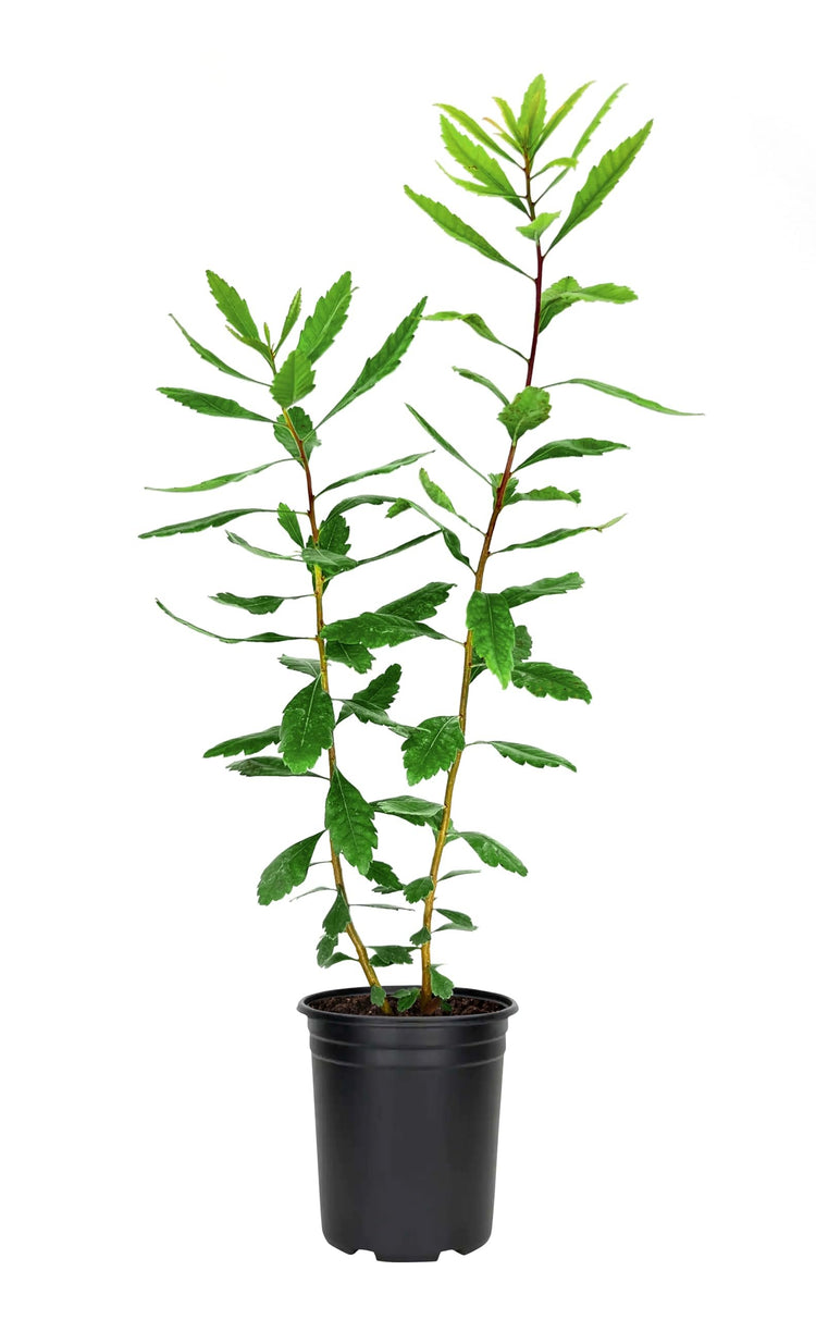 Wax Myrtle | Live 4 Inch Pot | Myrica Cerifera | Evergreen Shrubs for Privacy Screens & Native Landscaping | Fast|Growing Hardy Plants