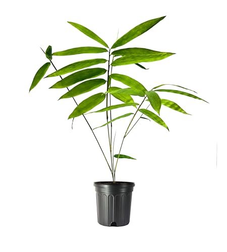 Dendrocalamus Giganteus Bamboo | Large Gallon Size Plants | Fast|Growing Privacy Screen | Giant Live Outdoor Greenery | Sustainable Garden Solution