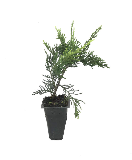 Old Gold Juniper | Live Plants | Juniperus Chinensis | Drought Tolerant Cold Hardy Evergreen Ground Cover