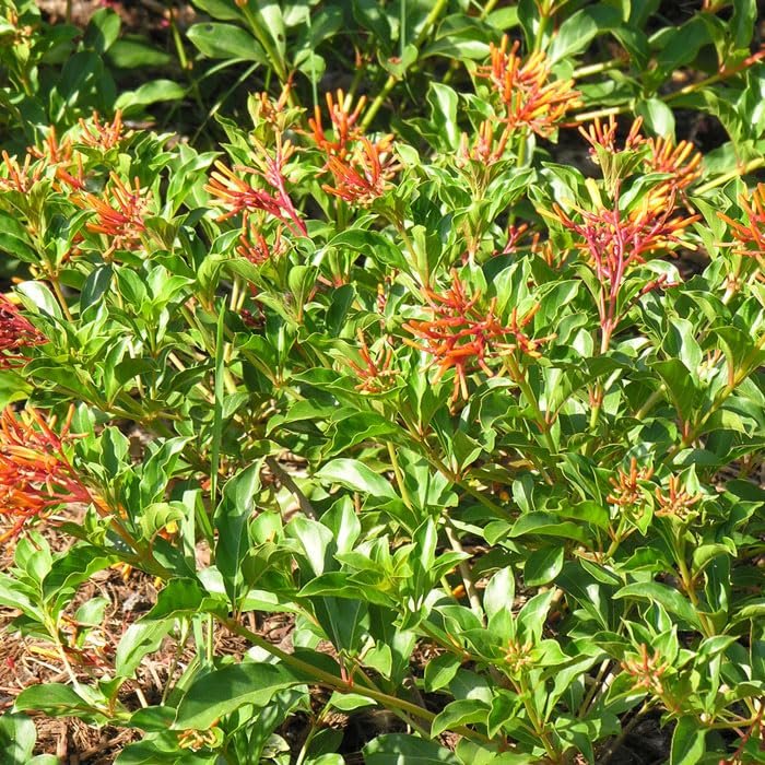 Firebush Dwarf I Live Plants I Hamelia Patens Compactal Vibrant Red|Orange Blooms, Low|Maintenance, Heat|Tolerant, Perfect for Small Gardens and Containers