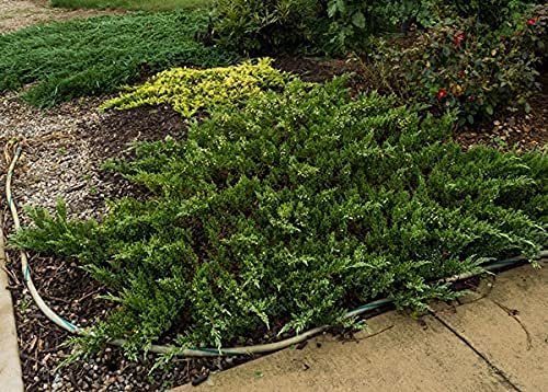 Florida Foliage Green Sargent Juniper | Live 4 Inch Pots | Juniperus Chinensis | Drought Tolerant Cold Hardy Evergreen Groundcover