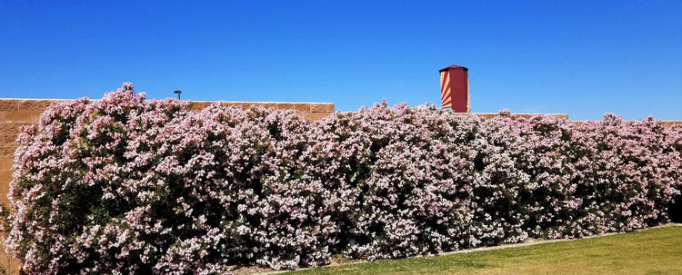 Oleander Petite Pink | Live Plants | Nerium | Compact Dwarf Evergreen Shrub