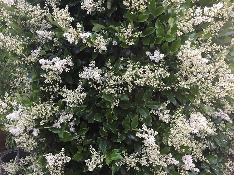 Ligustrum Waxleaf Privet | Live Plants 2" Pot Size | Evergreen Privacy Hedge