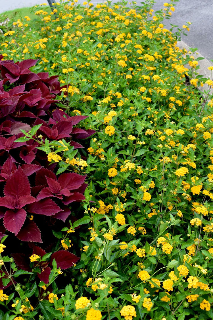 Lantana New Gold | Live Plants | Lantana Camara 'New Gold' | Yellow Ground Cover for Sun | Spreading Landscape Plants for Borders Slopes Containers Beds and Walkways