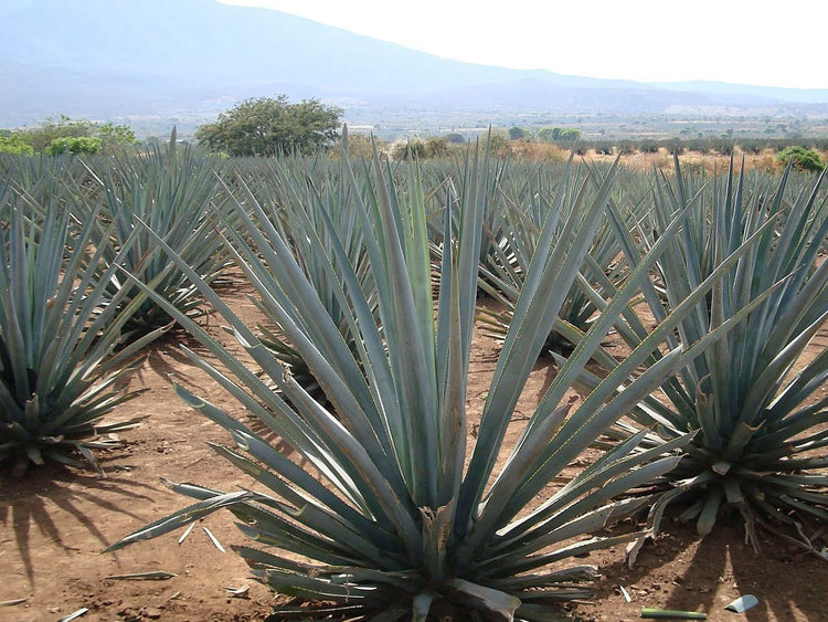 Agave Tequilana | Live Medium Size Plants | Blue Weber Tequila Succulent | Drought Tolerant Hardy Ornamental Specimen