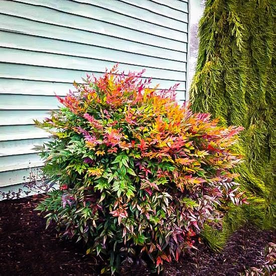 Nandina Domestica | Extra Large 3 Gallon Plants | Heavenly Bamboo | Vibrant Year|Round Color | Low Maintenance