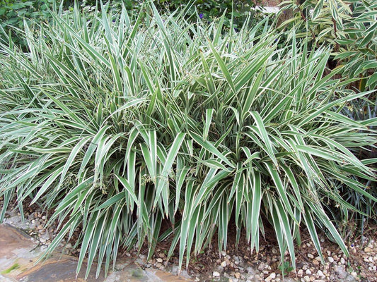 Flax Lily | 10 Pack | Variegated Dianella Tasmanica Variegata | Evergreen Shade Loving Grass