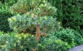 Podocarpus Macrophyllus I Large Gallon Size Plants I Japanese Yew I Live Evergreen Yew Pine | Perfect for Landscaping and Privacy Screens