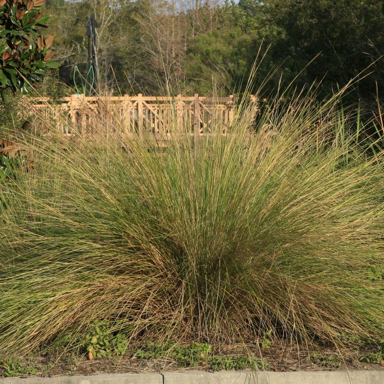 Sand Cord Grass I Large Gallon Size Plant I Spartina Bakeri I Live Plants, Salt|Tolerant Native Grass for Wetlands, Erosion Control, and Coastal Landscaping