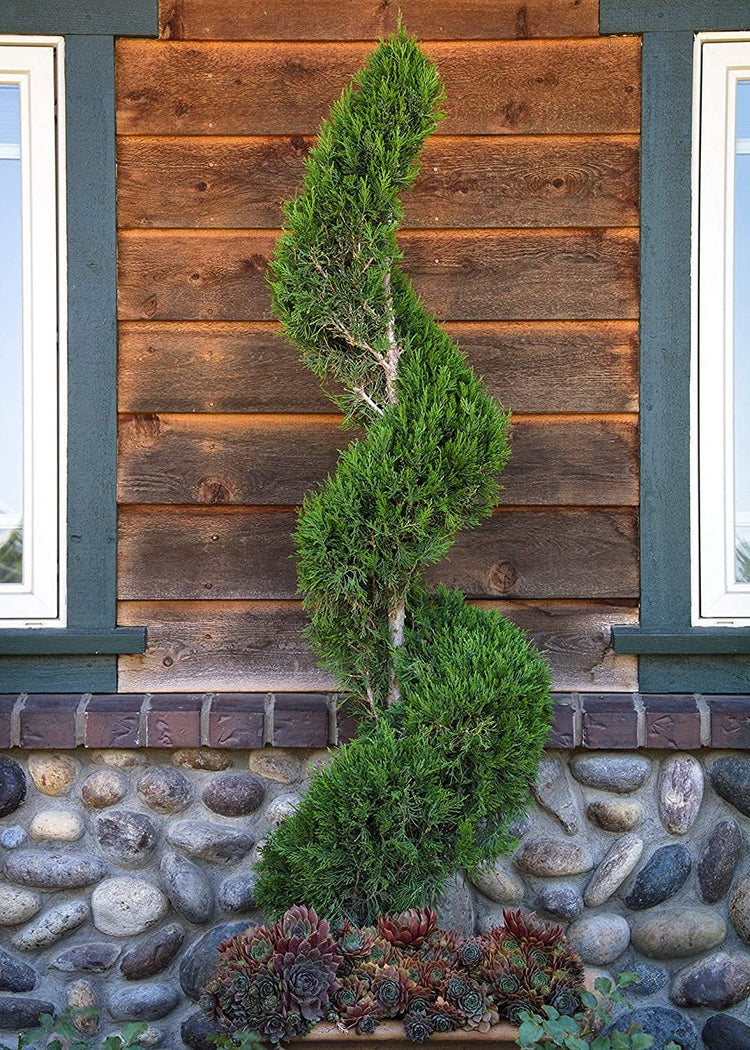 Spartan Juniper | Juniperus Chinensis | Live 4 inch Container Trees | Evergreen Privacy Screening Plants