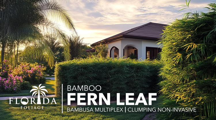 Fern Leaf Bamboo | Live Plants | Bambusa Multiplex | 6 Inch Pot | Non|invasive Clumping Privacy Hedge