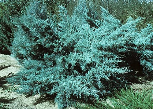 Blue Pfitzer Juniper | Live Gallon Size Plants | Juniperus Chinensis | Evergreen Cold Hardy Drought Tolerant Groundcover
