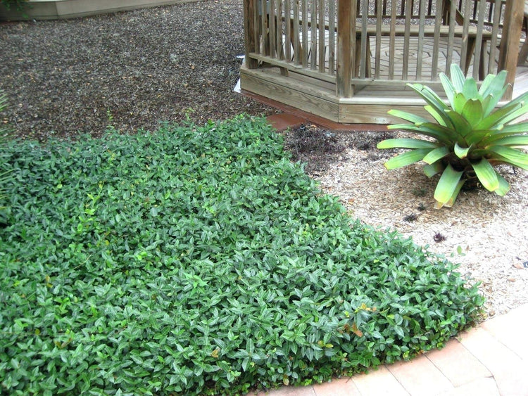 Asiatic Jasmine Minima - Live Inch Plant - Trachelospermum Asiaticum - Drought Tolerant Cold Hardy Evergreen