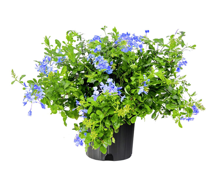Plumbago Imperial Blue | Extra Large 3 Gallon Plants | Plumbago auriculata | Flowering Shrub | Drought Tolerant
