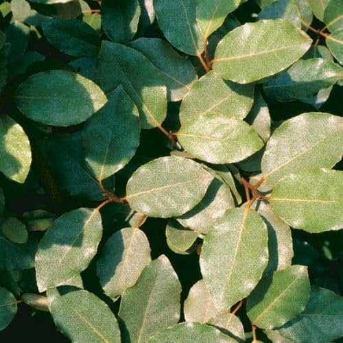 Elaeagnus Pungens I Large Gallon Size Plants I Thorny Olive I Hardy Evergreen Shrub with Fragrant Blooms, Perfect for Hedges, Screening & Ornamental Garden Display