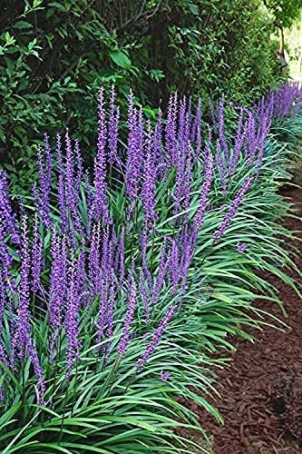 Liriope Big Blue | Live Plants | Liriope muscari | Lavender Blue Flowers | Evergreen Ground Cover for Shade | Landscape Borders for Walkways and Beds