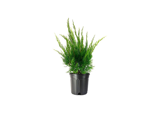 Sea Green Juniper | Live Gallon Size Plants | Juniperus Chinensis | Drought Tolerant Cold Hardy Evergreen Border Screening Shrub