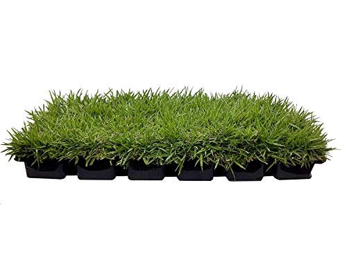 Zoysia Sod Plugs | Large 3" x 3" Plugs | Drought, Salt & Shade Tolerant Turf Grass