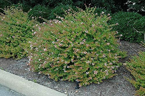Abelia Chinensis Rose Creek | Live Plants | Flowering Deer Resistant Butterfly Attracting Shrub