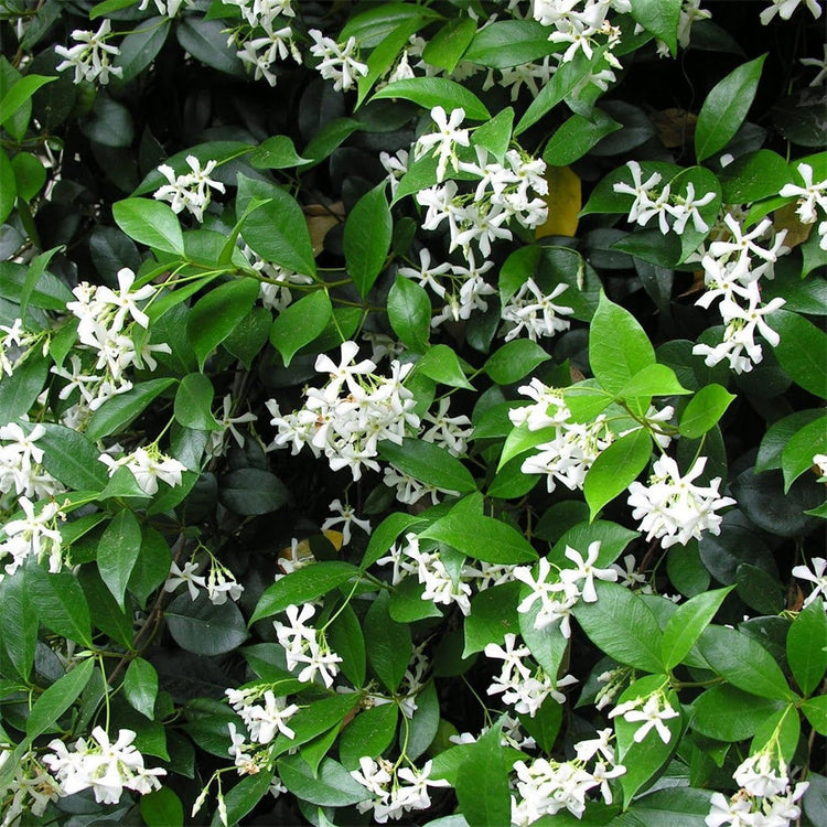 Confederate Jasmine Plants | Live 4 Inch Pots | Trachelospermum Jasminoides | Flowering Vine | Outdoor Garden